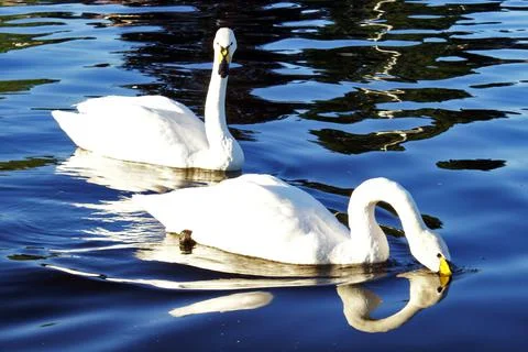 Swans Image Series Stock Photos