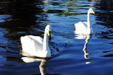 Swans Image Series Stock Photos