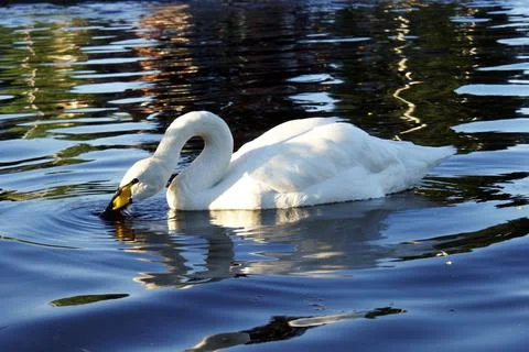 Swans Image Series Stock Photos