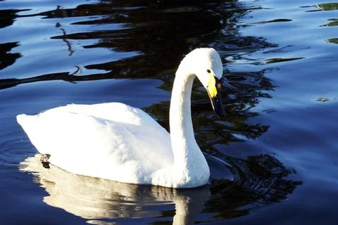 Swans Image Series Stock Photos