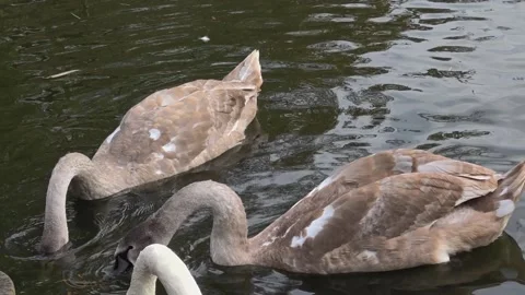 Swans immerse their heads in river water in search of food on sunny day. Stock Footage 340124633