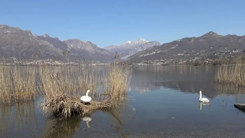 Swans on Lake Annone with Grigna in backstage Vídeo Stock 155163445