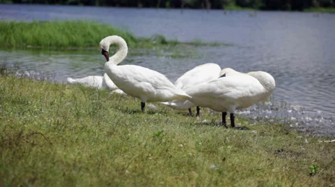 Swans on lake arranging feather Stock Footage 35942999