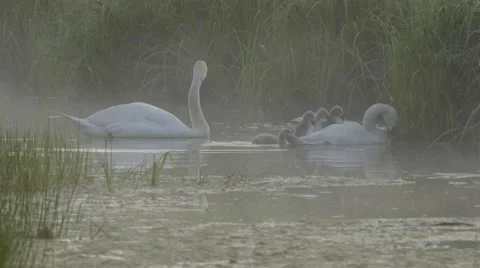 SWANS ON THE LAKE WITH BABIES Stock Footage 68859239