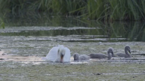 SWANS ON THE LAKE WITH BABIES Stock Footage 68859338