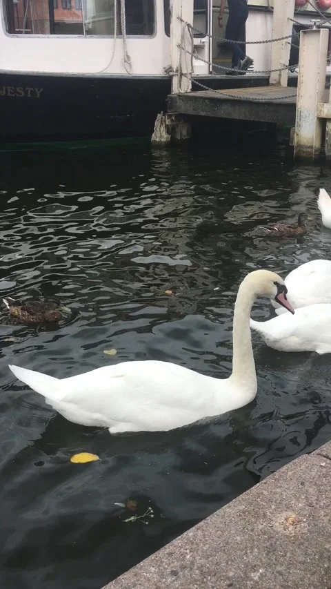 Swans on a lake in Cambridge Stock Footage 133831091