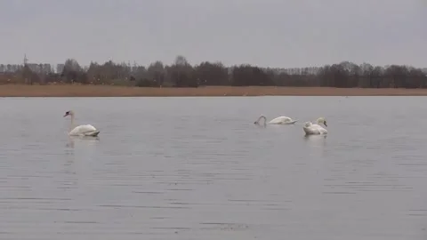 Swans on the lake, close-up and distant plan of a flock of swans Stock Footage 244627960