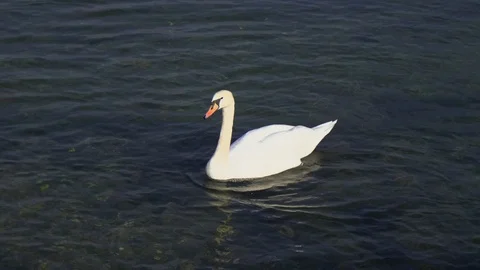 Swans in Lake Como Stock Footage 107653967