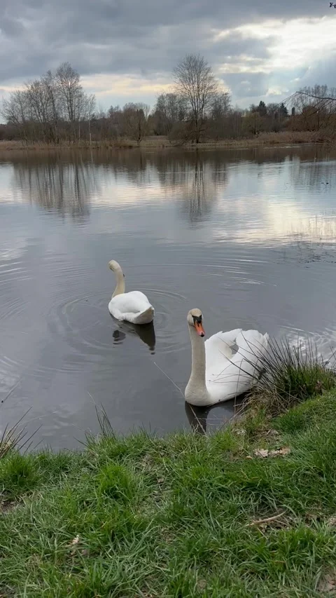 Swans on the lake in early spring - Natalie Franzensbad Stock Footage 273313962