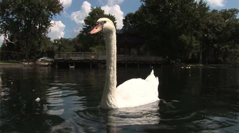 Swans in lake Stock Footage 914878