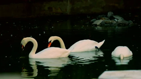 Swans in lake Stock Footage 4221566