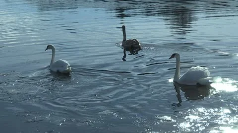Swans in the lake Stock Footage