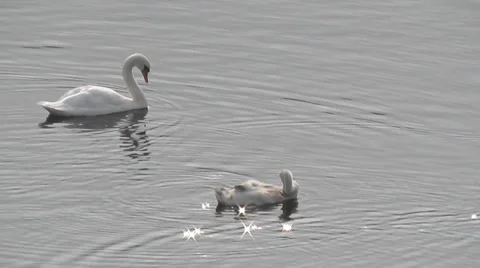 Swans In The Lake Stock Footage 27974107