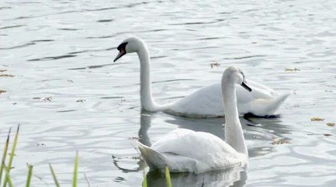 Swans on the Lake Video stock 36053198