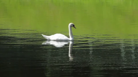 Swans in the lake 스톡 동영상 39962796