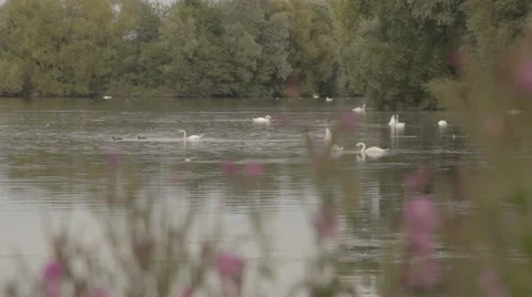 Swans Lake Stock Footage 41895797