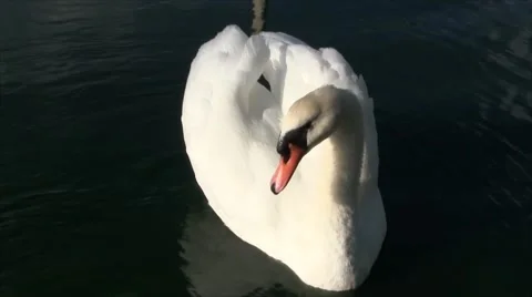 Swans on lake Vidéo 43509149