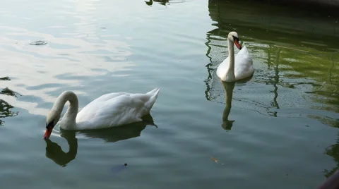 Swans on a lake Stock Footage 47257059