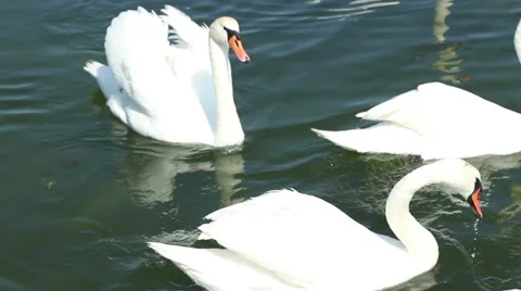 Swans on Lake Stock Footage 51223079