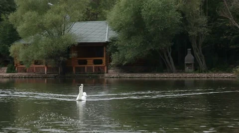 Swans In A Lake Stock-Footage 52429643