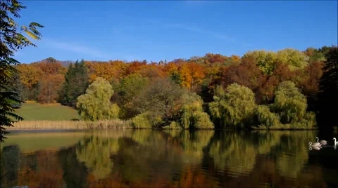 Swans on a lake Stock Footage 60449879