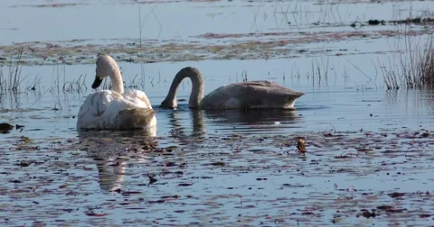 Swans on the Lake Stock Footage 69038801