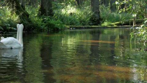Swans on the lake 스톡 동영상 74655921