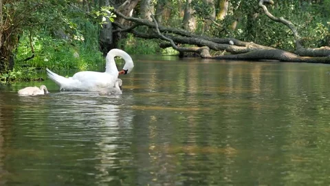 Swans on the lake 스톡 동영상 74655928
