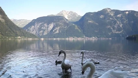 Swans at the lake Stock Footage 79342389