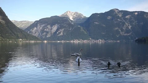 Swans at the lake Stock Footage 79343192