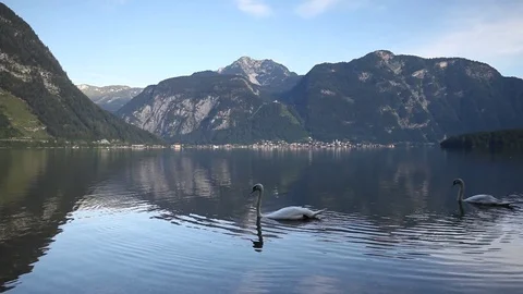 Swans at the lake Stock Footage 79344555
