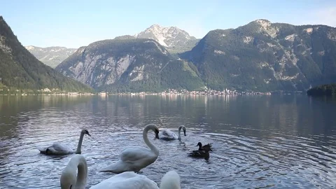 Swans at the lake Stock Footage 79344574