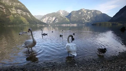 Swans at the lake Stock Footage 79345131