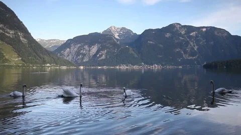 Swans at the lake Stock Footage 79345296