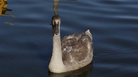 Swans on the lake Video stock 80645723