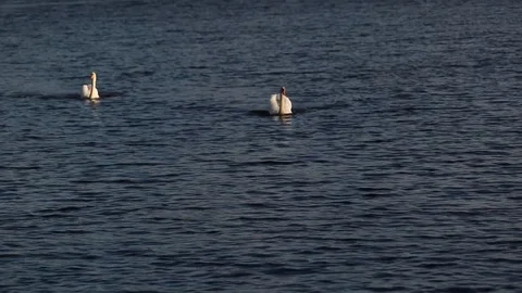 Swans On The Lake Video stock 86212110