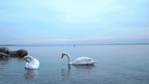 Swans on the lake Stock-Footage 87225185