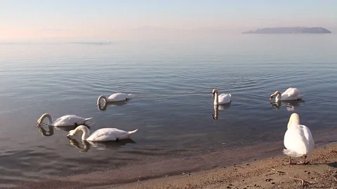 Swans at the lake Stock Footage