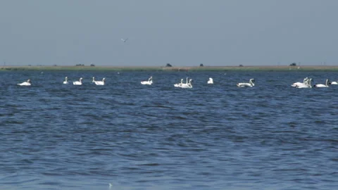 Swans on the lake Video stock 91656308