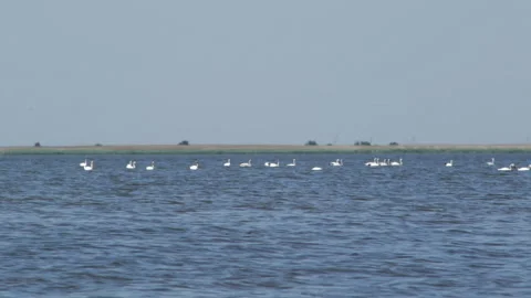 Swans on the lake 库存影片 91656362