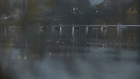 Swans on a lake Vídeo Stock 92410626