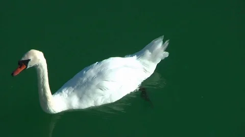 Swans on the lake. Vídeo Stock 95704327
