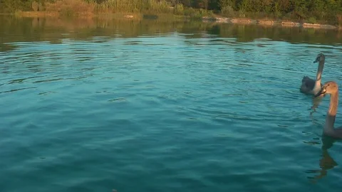 Swans on the lake. Vídeo Stock 95704405