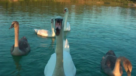 Swans on the lake. Vídeo Stock 95704433