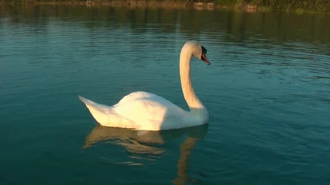 Swans on the lake. Vídeo Stock 95704489