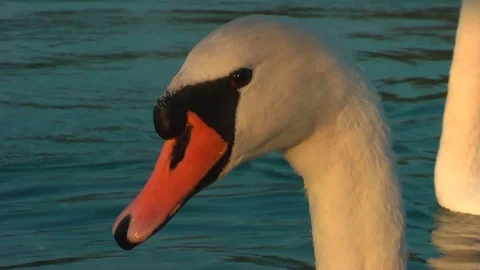 Swans on the lake. Vídeo Stock 95704508