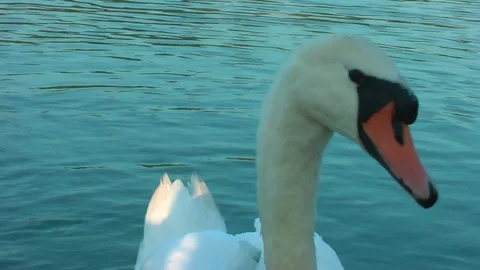 Swans on the lake. Vídeo Stock 95704523