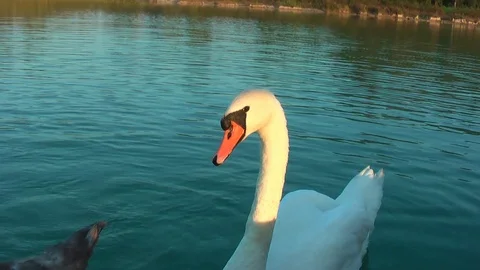 Swans on the lake. Vídeo Stock 95704579