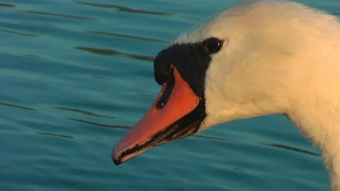 Swans on the lake. Vídeo Stock 95704610