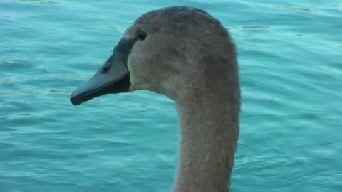 Swans on the lake. Vídeo Stock 95704630